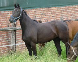 broodmare Starlight (Hanoverian, 2008, from Stakkato)