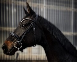 broodmare Donna (Hanoverian, 2017, from Don Index)