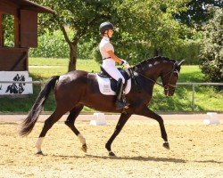 Dressurpferd Scharlotte 3 (Deutsches Sportpferd, 2018, von Secret)