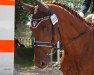 dressage horse Belvedere (Hanoverian, 2011, from Belstaff)