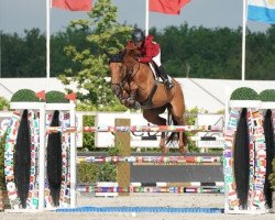 jumper N-Balourouge de Semilly (Belgian Warmblood, 2013, from Kalaska de Semilly)