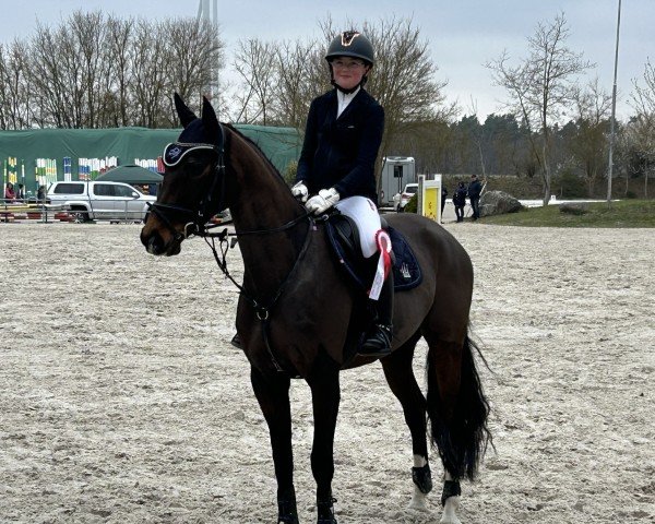 jumper Sturmbiene (Hanoverian, 2020, from Sandro Junior)