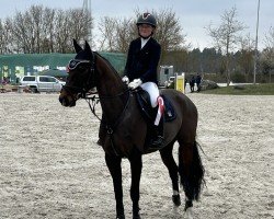 Springpferd Sturmbiene (Hannoveraner, 2020, von Sandro Junior)