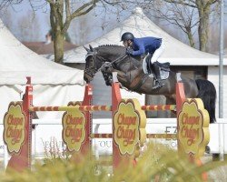 jumper Dalco van het Bevrijdthof Z (Zangersheide riding horse, 2012, from Dallas VDL Z)