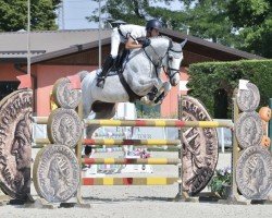 Springpferd Dicenlou PS (Oldenburger, 2014, von Diarado's Boy)