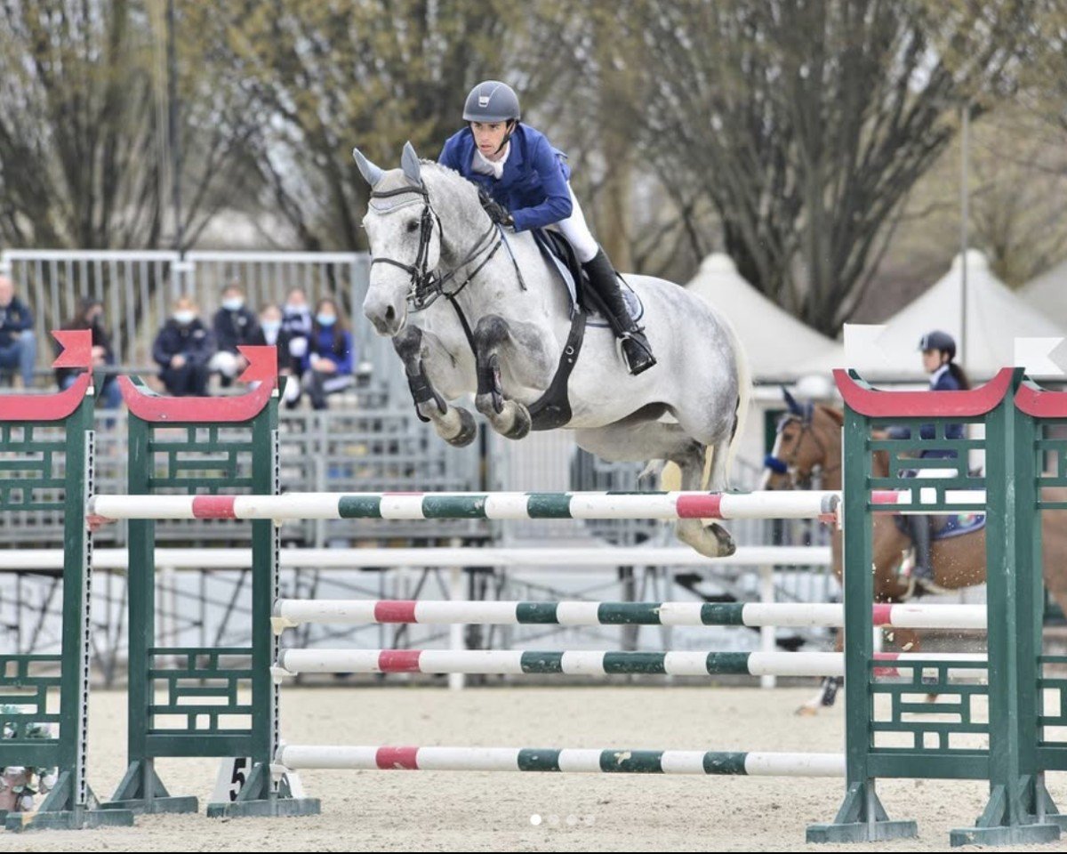 Springpferd Juventus (Belgisches Warmblut, 2009, von Corland)