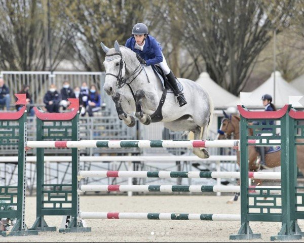 jumper Juventus (Belgian Warmblood, 2009, from Corland)