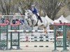 jumper Juventus (Belgian Warmblood, 2009, from Corland)