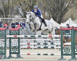 Springpferd Juventus (Belgisches Warmblut, 2009, von Corland)