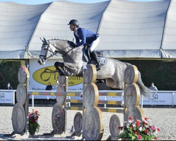 broodmare Clear de Blue PS (Oldenburg show jumper, 2013, from Clearado)