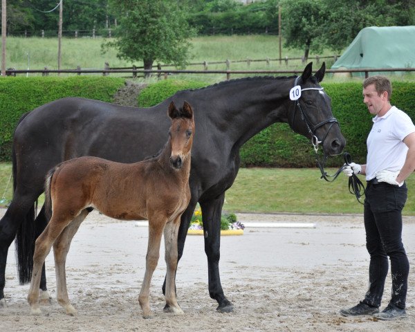 Zuchtstute Kleopatra XVI (Trakehner, 2002, von King Arthur TSF)