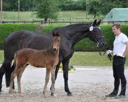 Zuchtstute Kleopatra XVI (Trakehner, 2002, von King Arthur TSF)