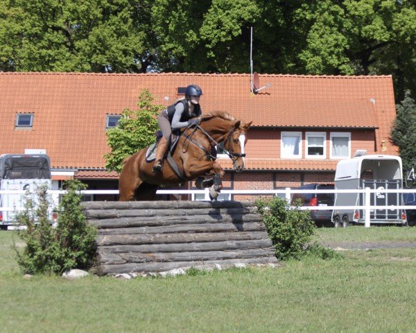 jumper Kaskada 8 (German Sport Horse, 2017, from Kaiserwind)