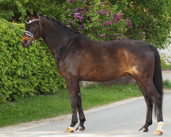 dressage horse Ferrari 139 (Oldenburg, 2016, from Sir Donnerhall I)