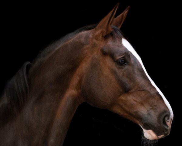 dressage horse Daiquiri 115 (Hanoverian, 2012, from Don Diamond)