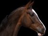 dressage horse Daiquiri 115 (Hanoverian, 2012, from Don Diamond)