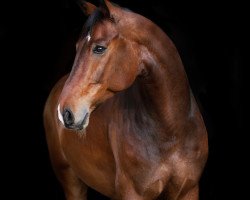 dressage horse Fangio 36 (Westphalian, 2010, from Fidertanz)