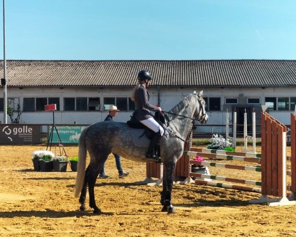 jumper C’est la Vita (German Sport Horse, 2019, from Cellman)
