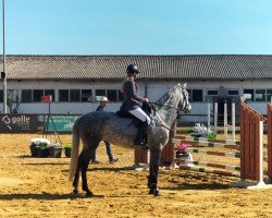 jumper C’est la Vita (German Sport Horse, 2019, from Cellman)