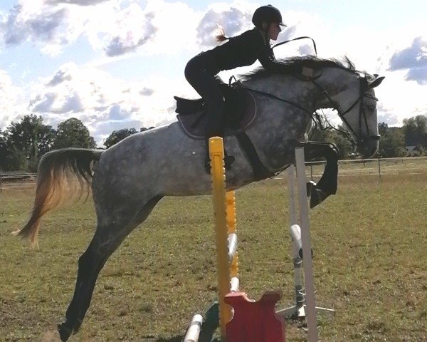 Springpferd Carlotta 311 (Oldenburger Springpferd, 2014, von Castelo Branco)
