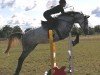 Springpferd Carlotta 311 (Oldenburger Springpferd, 2014, von Castelo Branco)