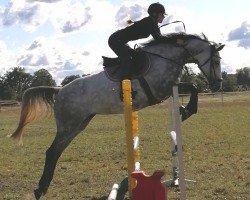 Springpferd Carlotta 311 (Oldenburger Springpferd, 2014, von Castelo Branco)