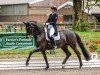 Dressurpferd Kiranga (Trakehner, 2017, von E.H. Millennium)