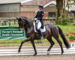 dressage horse Kiranga (Trakehner, 2017, from E.H. Millennium)