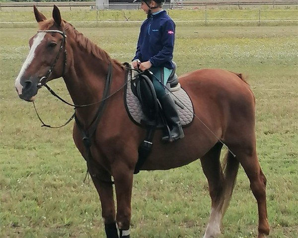 broodmare Avaria (Zweibrücken, 1993, from Alexis Z)