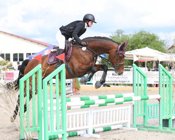 jumper Comtesse Coralie (Holsteiner, 2010, from For Ever Jump)