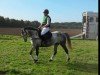 Geländepferd Kibado's Pieps (Trakehner, 2010)