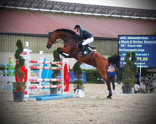 jumper Clearrado 2 (Holsteiner, 2010, from Clearway)