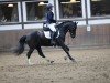 Dressurpferd Campino 479 (Pony ohne Rassebezeichnung, 2009)