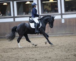 Dressurpferd Campino 479 (Pony ohne Rassebezeichnung, 2009)