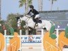 jumper It S My Life (KWPN (Royal Dutch Sporthorse), 2013, from Dutch Design)