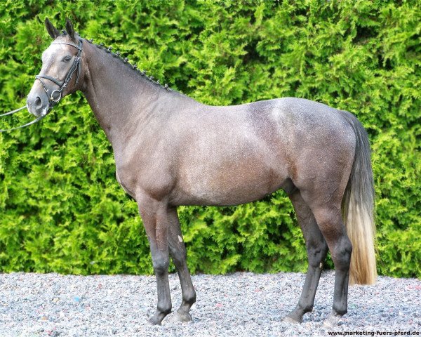 Pferd Reve van Diamond (Hannoveraner, 2008, von Royal Diamond)