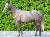 Pferd Reve van Diamond (Hannoveraner, 2008, von Royal Diamond)