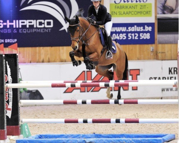 Springpferd Felle Dame (KWPN (Niederländisches Warmblut), 2010, von London)
