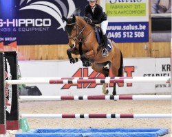 jumper Felle Dame (KWPN (Royal Dutch Sporthorse), 2010, from London)