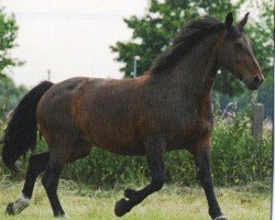 horse Lorett (Heavy Warmblood, 1996, from Valerius Mo 1478)