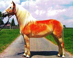 dressage horse Arween (Haflinger, 2006, from Anthony)