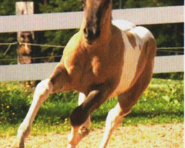 horse Freedoms Luke Tucker (Paint Horse, 2010, from Cherokee Black Max)