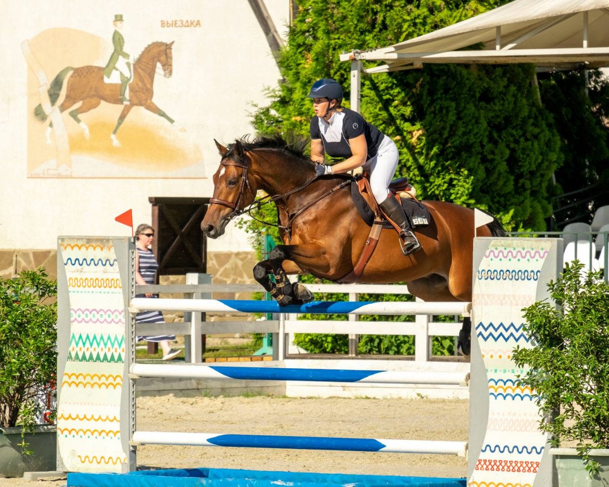 Springpferd Ferrero Rocher (KWPN (Niederländisches Warmblut), 2010, von Carambole)