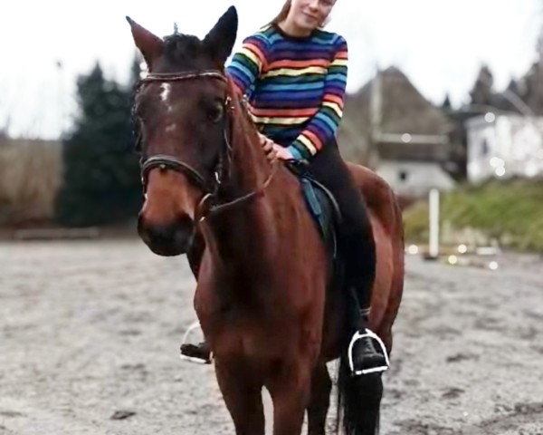 Dressurpferd Calisha (Deutsches Sportpferd, 2021, von Prinz Ludwig)