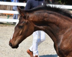 dressage horse Emil (Mecklenburg, 2021, from Erdinger)