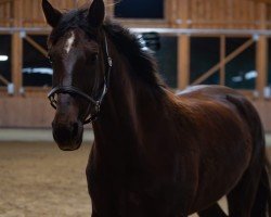 dressage horse Feuerfee 19 (Hanoverian, 2017, from Tannenhof's Fahrenheit)