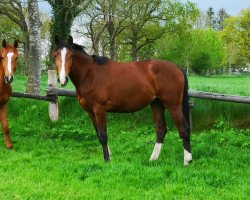 broodmare Mary Poppins (Holsteiner, 2019, from Diago)