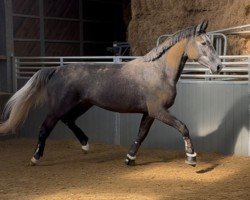 dressage horse For my feeling (Hanoverian, 2021, from Fantastic)