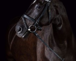 dressage horse San Capri (Oldenburg, 2007, from Sandro Hit)