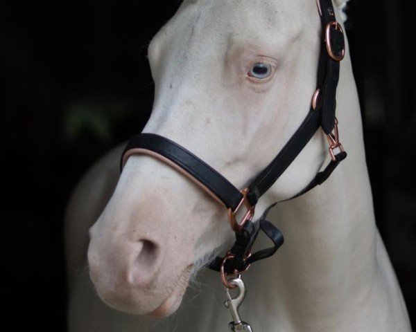 dressage horse Daytona (German Riding Pony, 2016, from Dating AT NRW)